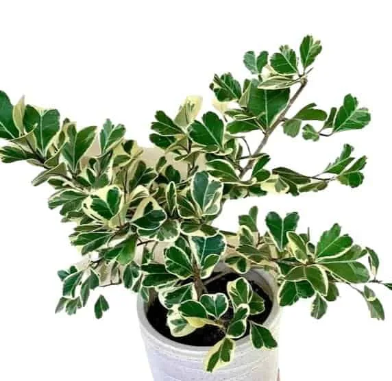 Ficus Triangularis Variegata