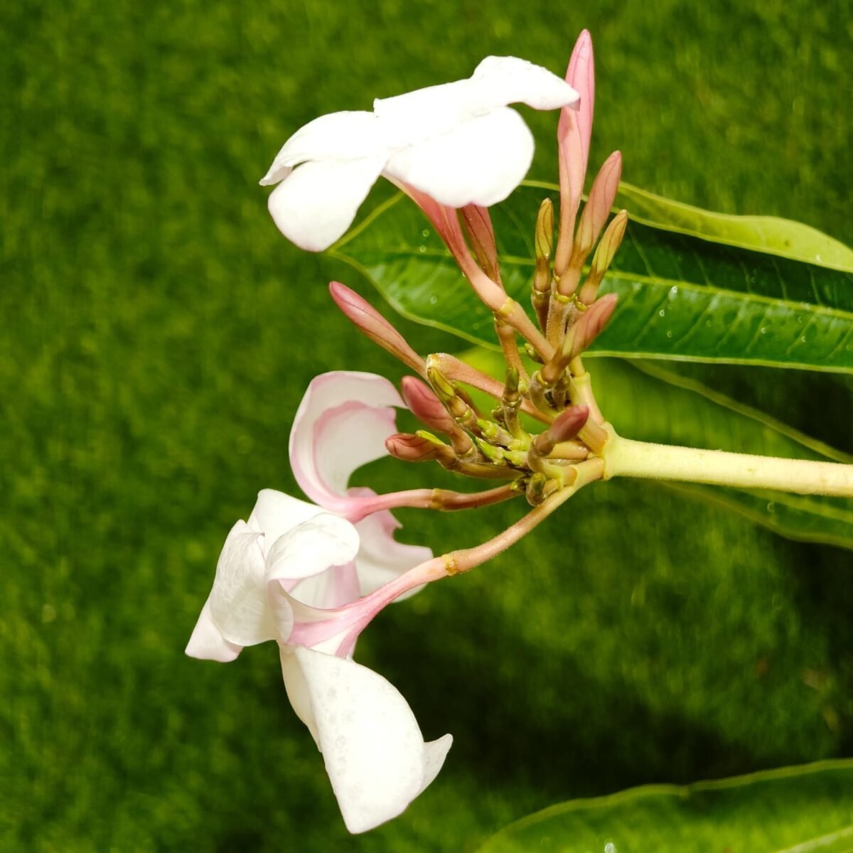 Plumeria obtusa ‘Dwarf Singapore Pink’ - Image 12