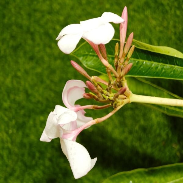 Plumeria obtusa ‘Dwarf Singapore Pink’ - Image 12