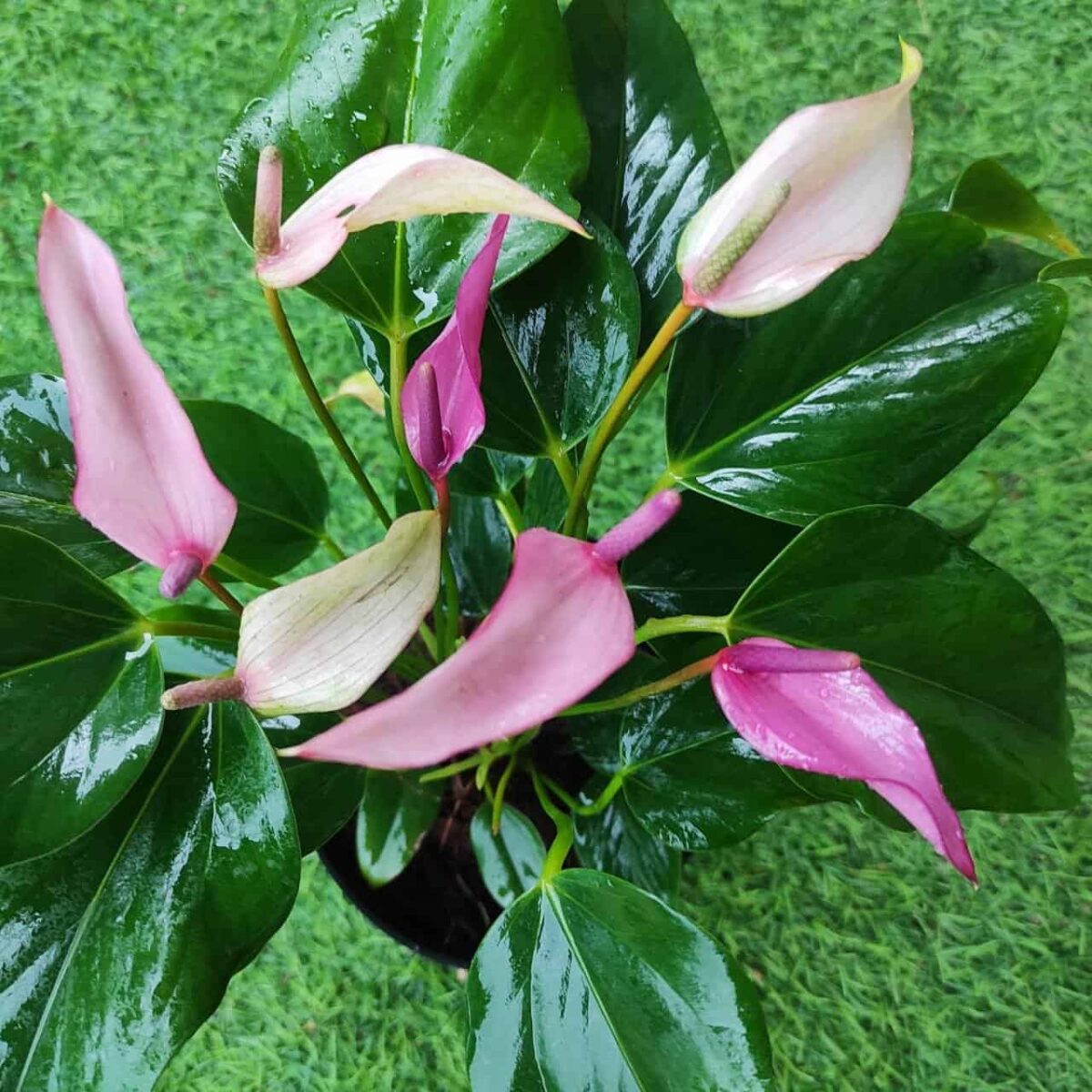 Anthurium andra 'Royal Zizou' - Image 2