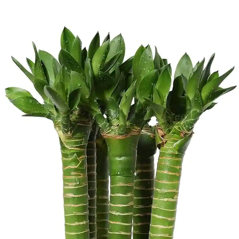 Lotus Lucky Bamboo Plant - Image 2
