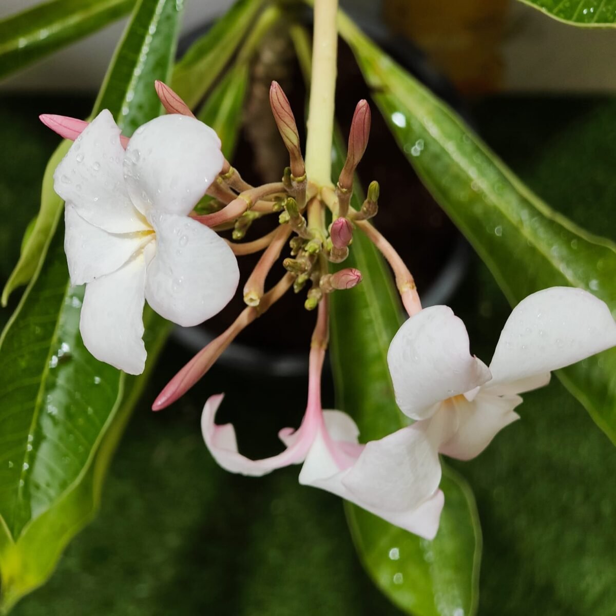 Plumeria obtusa ‘Dwarf Singapore Pink’ - Image 8