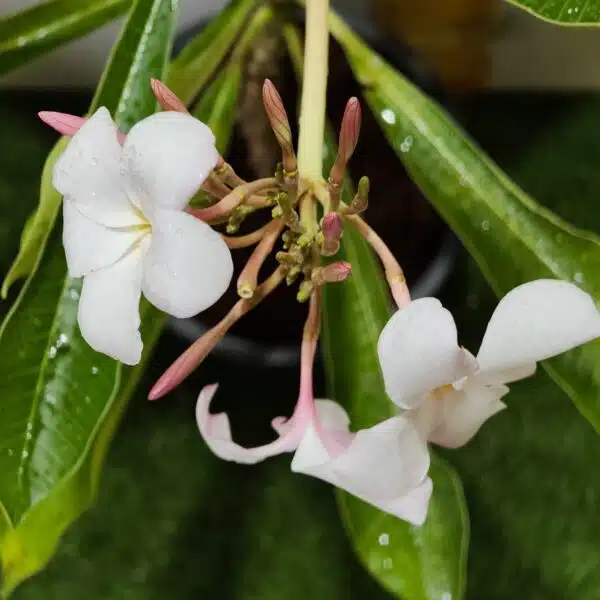 Plumeria Pudica (Light Pink) - Image 8