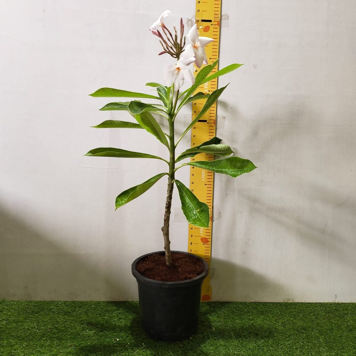 Plumeria obtusa ‘Dwarf Singapore Pink’ - Image 2