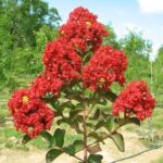 Lagerstroemia/Purush Red (Crepe Myrtle)