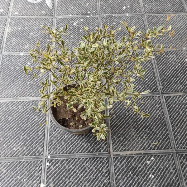 Terminalia Mantaly Variegated - Image 5