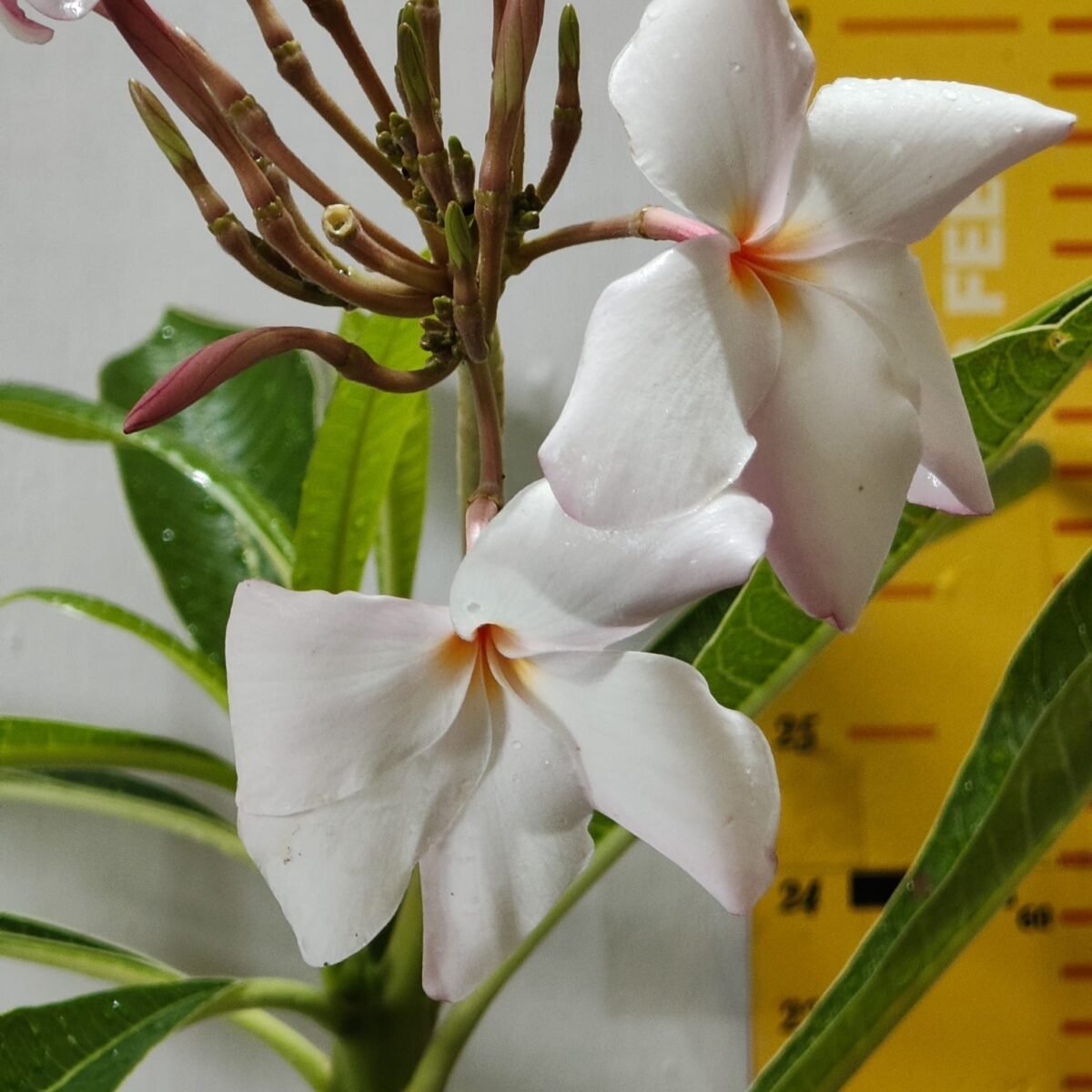 Plumeria obtusa ‘Dwarf Singapore Pink’ - Image 7