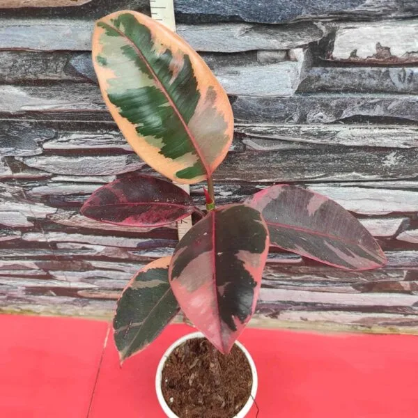 Ficus Belize(Red Ruby) Rubber Plant - Image 2