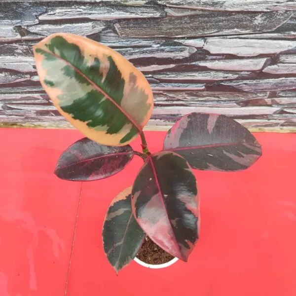 Ficus Belize(Red Ruby) Rubber Plant - Image 5