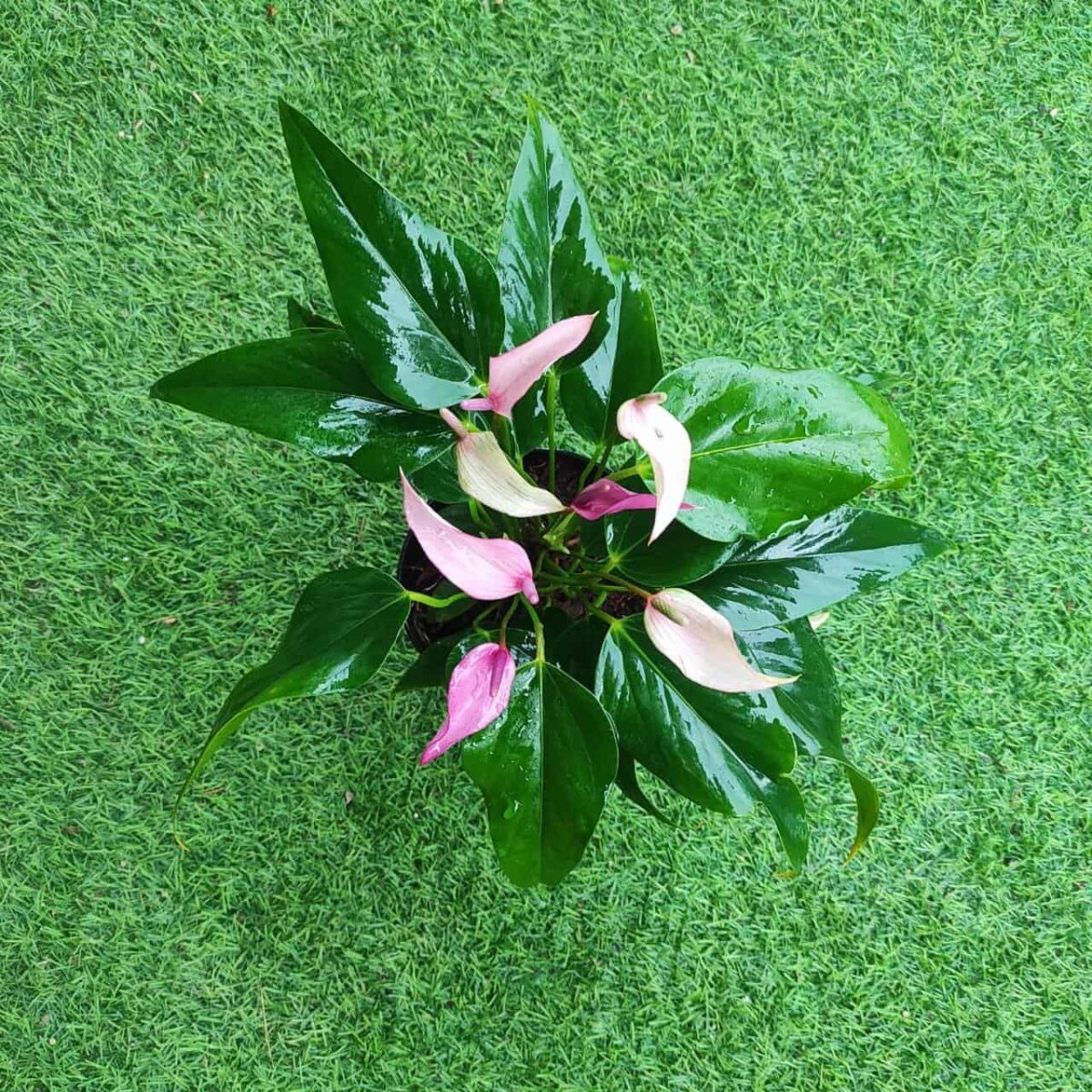 Anthurium andra 'Royal Zizou' - Image 3