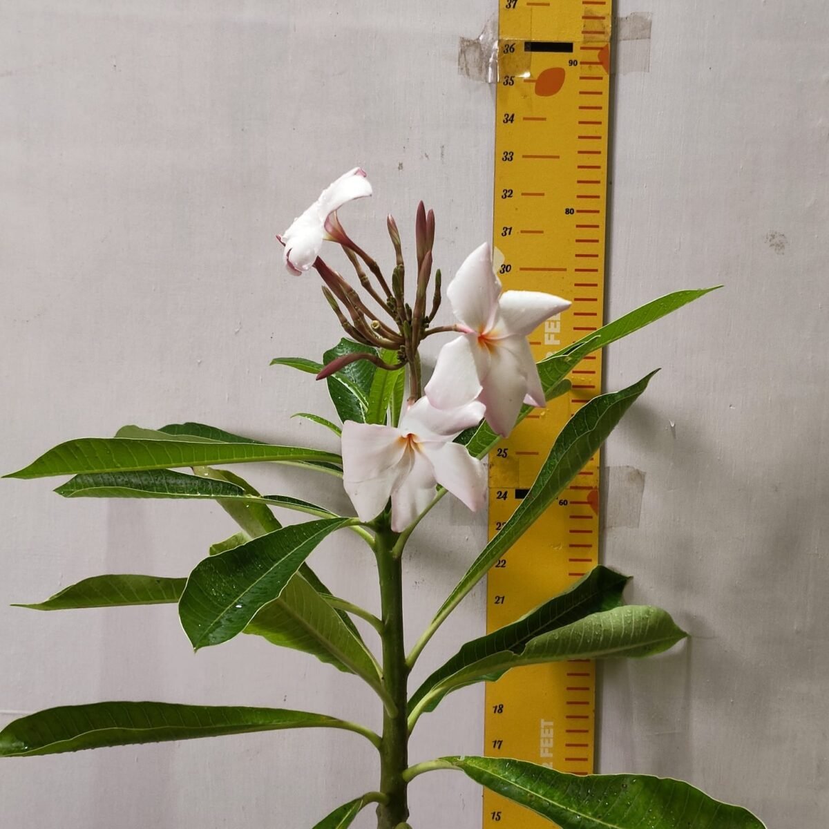 Plumeria obtusa ‘Dwarf Singapore Pink’ - Image 3