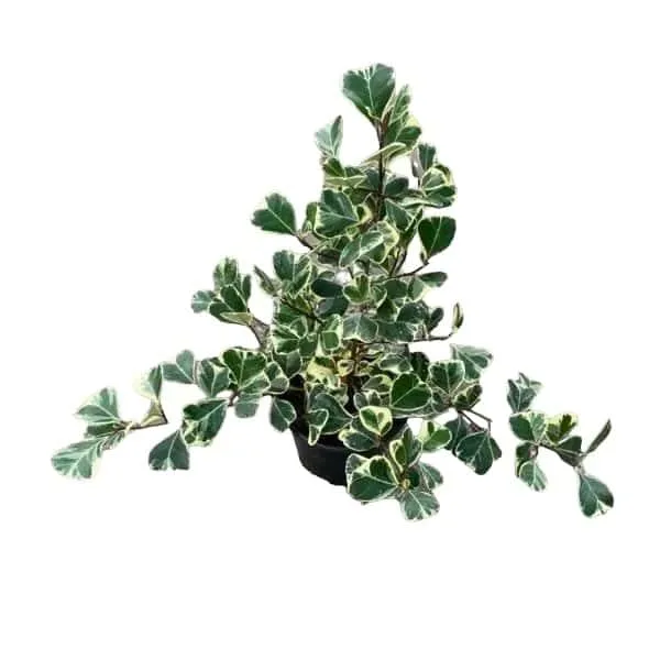 Ficus Triangularis Variegata - Image 12