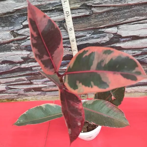 Ficus Belize(Red Ruby) Rubber Plant - Image 3
