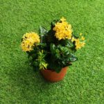 Ixora Dwarf (Yellow)