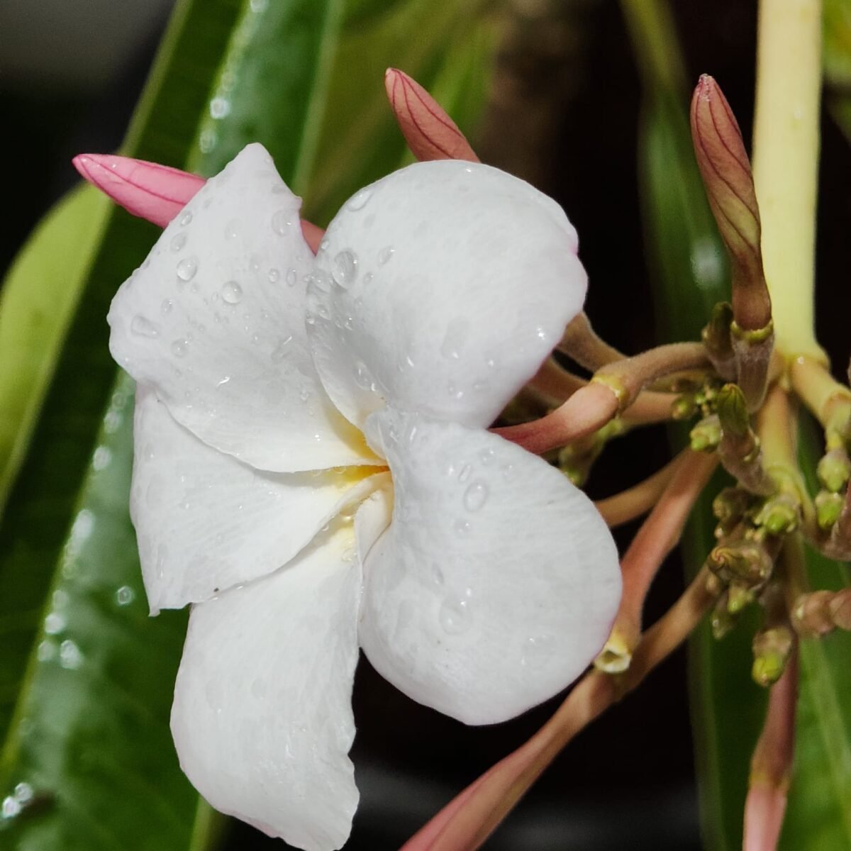 Plumeria obtusa ‘Dwarf Singapore Pink’ - Image 9