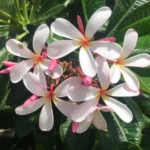 Plumeria obtusa ‘Dwarf Singapore Pink’