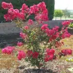 Lagerstroemia/Purush Red Dwarf (Crepe Myrtle)
