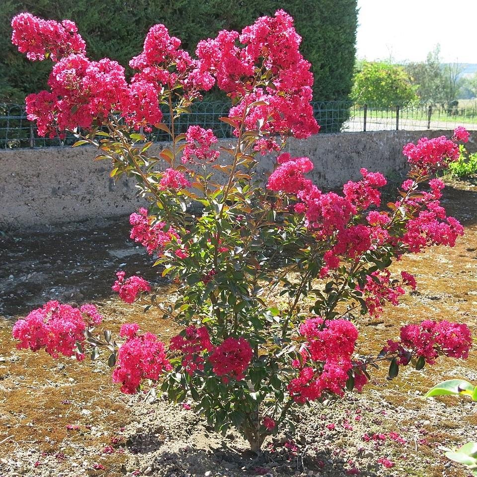 NhuSbeAPdI3Eo-yDT4WCyx9e-H7Xve2FUmE_WEEhmBA Lagerstroemia/Purush Red Dwarf (Crepe Myrtle) - Image 1