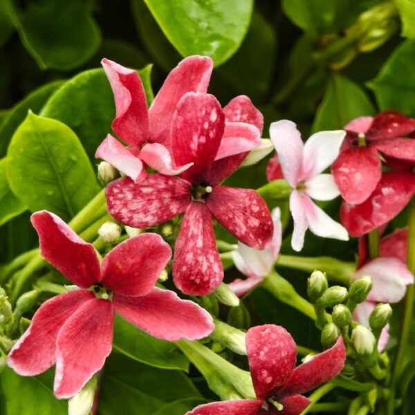 Madhumalati Single Petel Tall Variety (Highly Fragrant) - Image 7