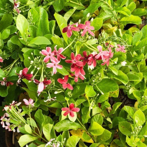 Madhumalati Single Petel Tall Variety (Highly Fragrant) - Image 3
