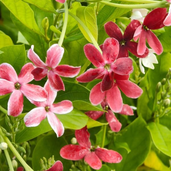 Madhumalati Single Petel Tall Variety (Highly Fragrant) - Image 6