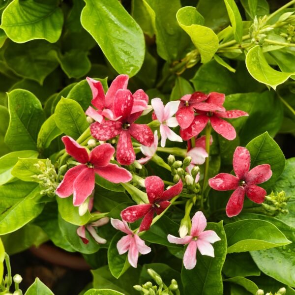 Madhumalati Single Petel Tall Variety (Highly Fragrant) - Image 5