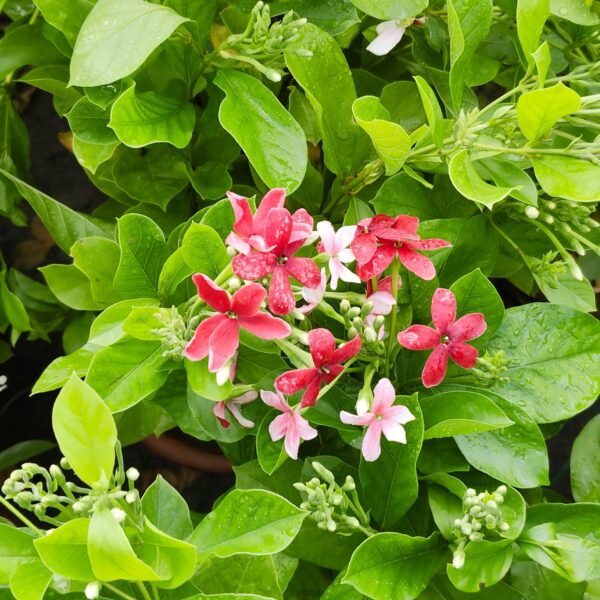 Madhumalati Single Petel Tall Variety (Highly Fragrant) - Image 4