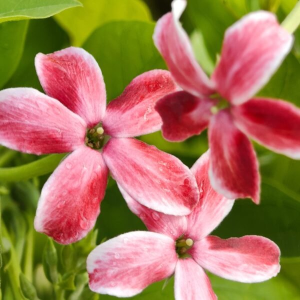 Madhumalati Single Petel Tall Variety (Highly Fragrant) - Image 8