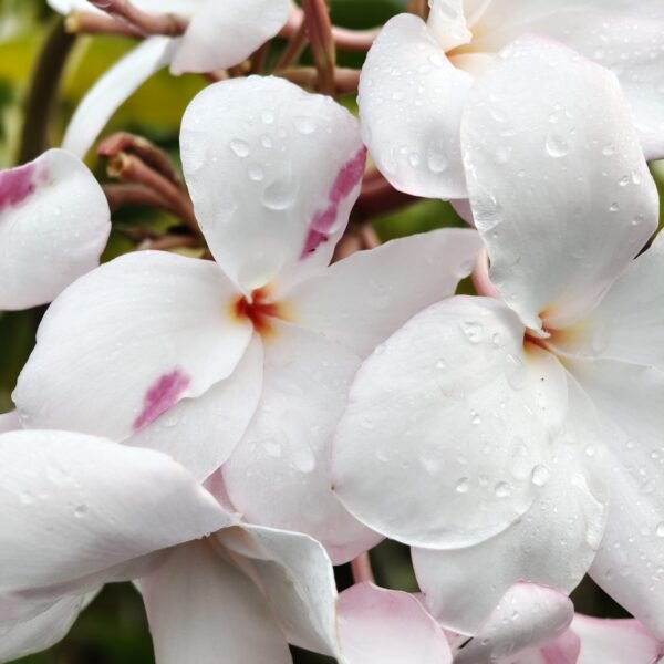 Plumeria Pudica (Light Pink) highly fragrant - Image 2