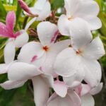 Plumeria Pudica (Light Pink) highly fragrant