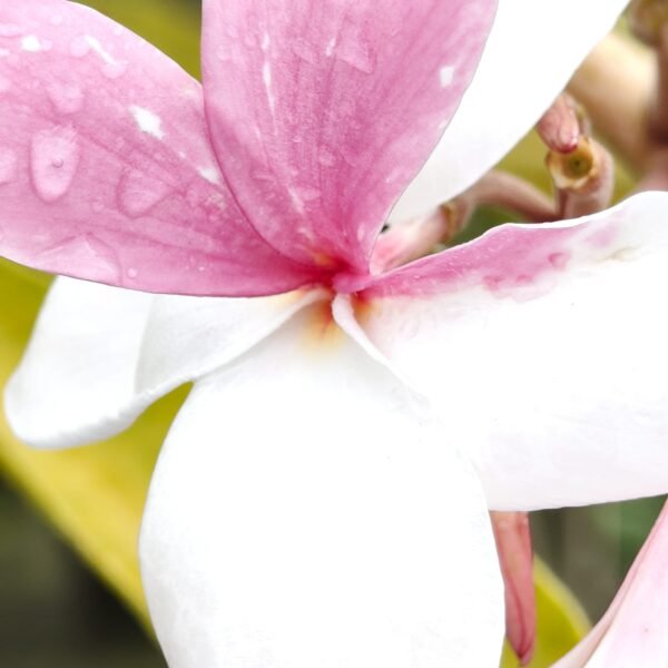 Plumeria Pudica (Light Pink) highly fragrant - Image 4