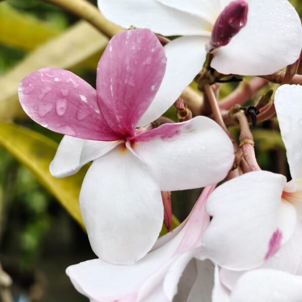 Plumeria Pudica (Light Pink) highly fragrant - Image 3