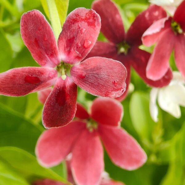 Madhumalati Single Petel Tall Variety (Highly Fragrant) - Image 9