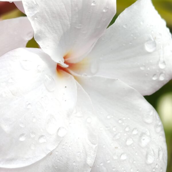 Plumeria Pudica (Light Pink) highly fragrant - Image 6