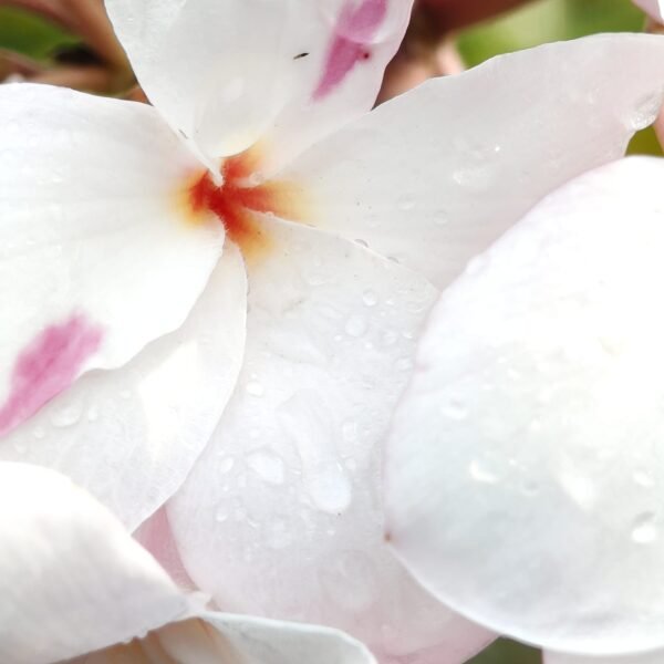 Plumeria Pudica (Light Pink) highly fragrant - Image 5