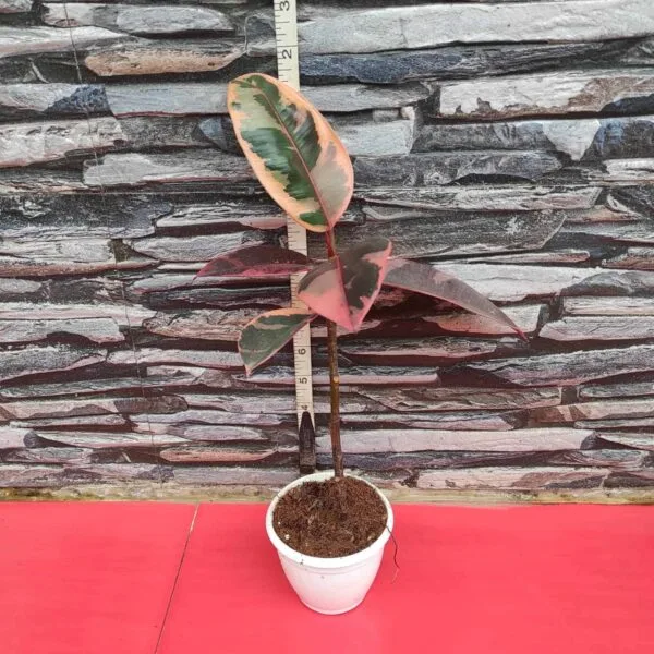 Ficus Belize(Red Ruby) Rubber Plant - Image 6