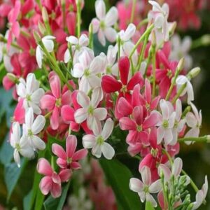 Madhumalati Single Petel Flower (Highly Fragrant)