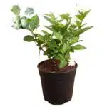 Jasminum Sambac (Arabian Jasmine) Scented Flowering Plant