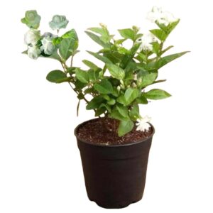 Jasminum Sambac (Arabian Jasmine) Scented Flowering Plant