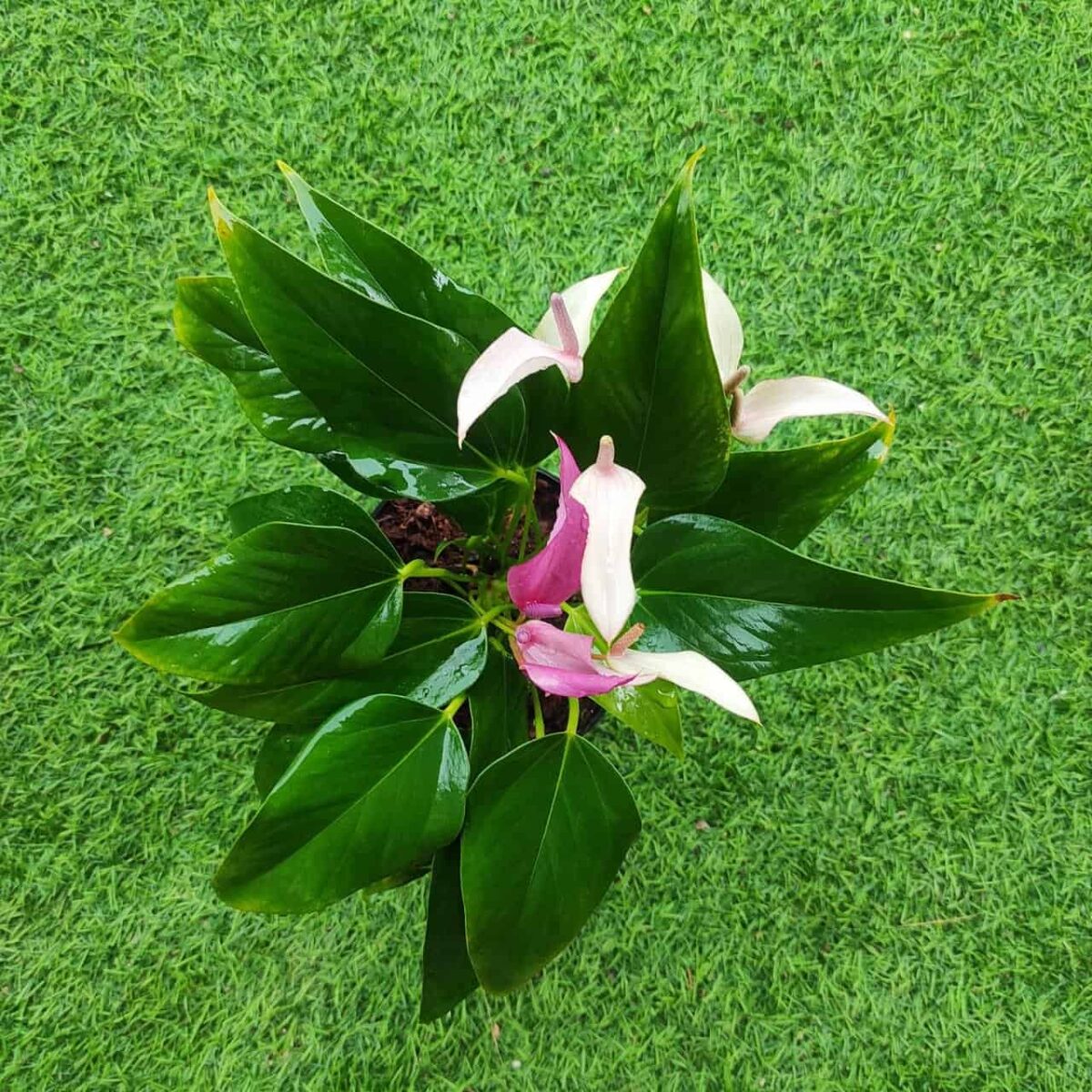Anthurium andra 'Royal Zizou' - Image 6