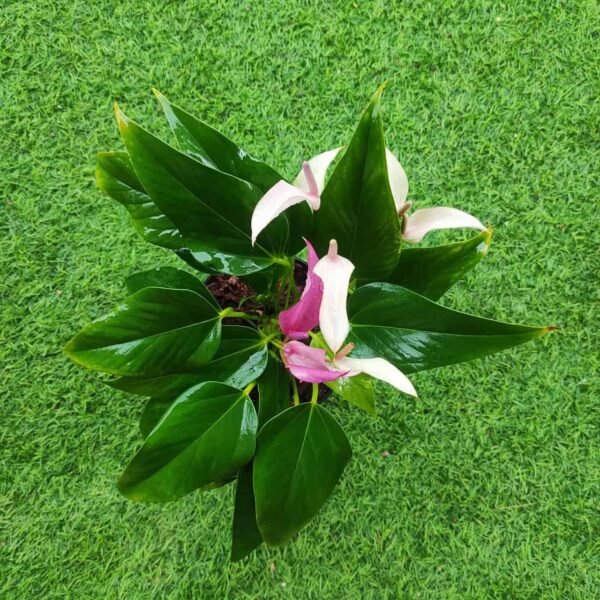 Anthurium andra 'Royal Zizou' - Image 6