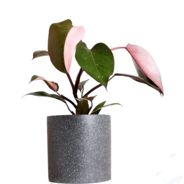 Philodendron Pink Princess Sparkle