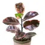 Ficus Belize(Red Ruby) Rubber Plant