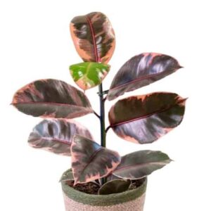 Ficus Belize(Red Ruby) Rubber Plant