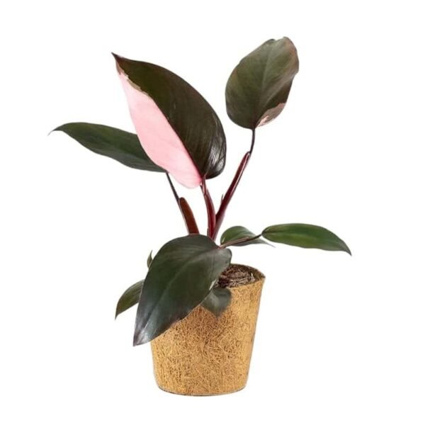 Philodendron Pink Princess Sparkle - Image 2