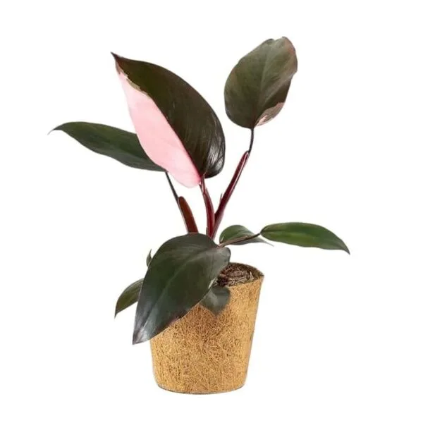 Philodendron Pink Princess Sparkle - Image 2