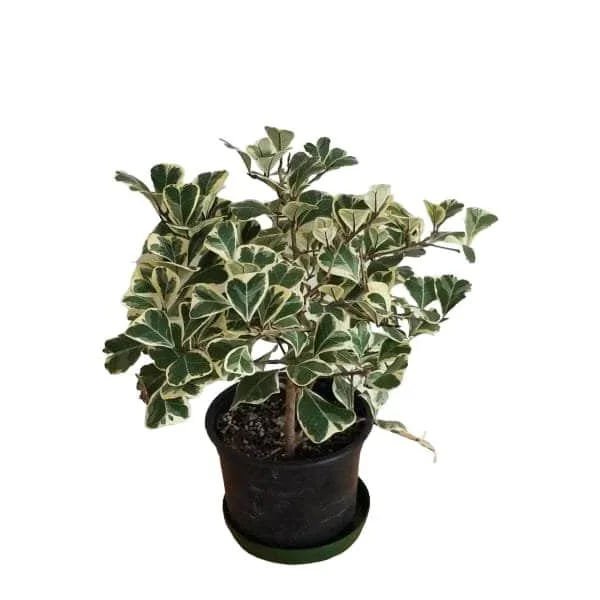 Ficus Triangularis Variegata - Image 13