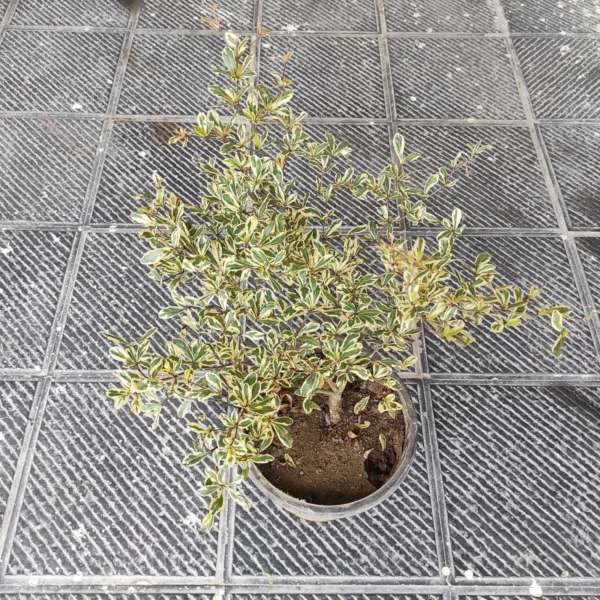 Terminalia Mantaly Variegated - Image 6