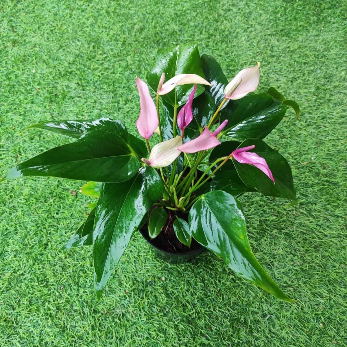 Anthurium andra 'Royal Zizou' - Image 7