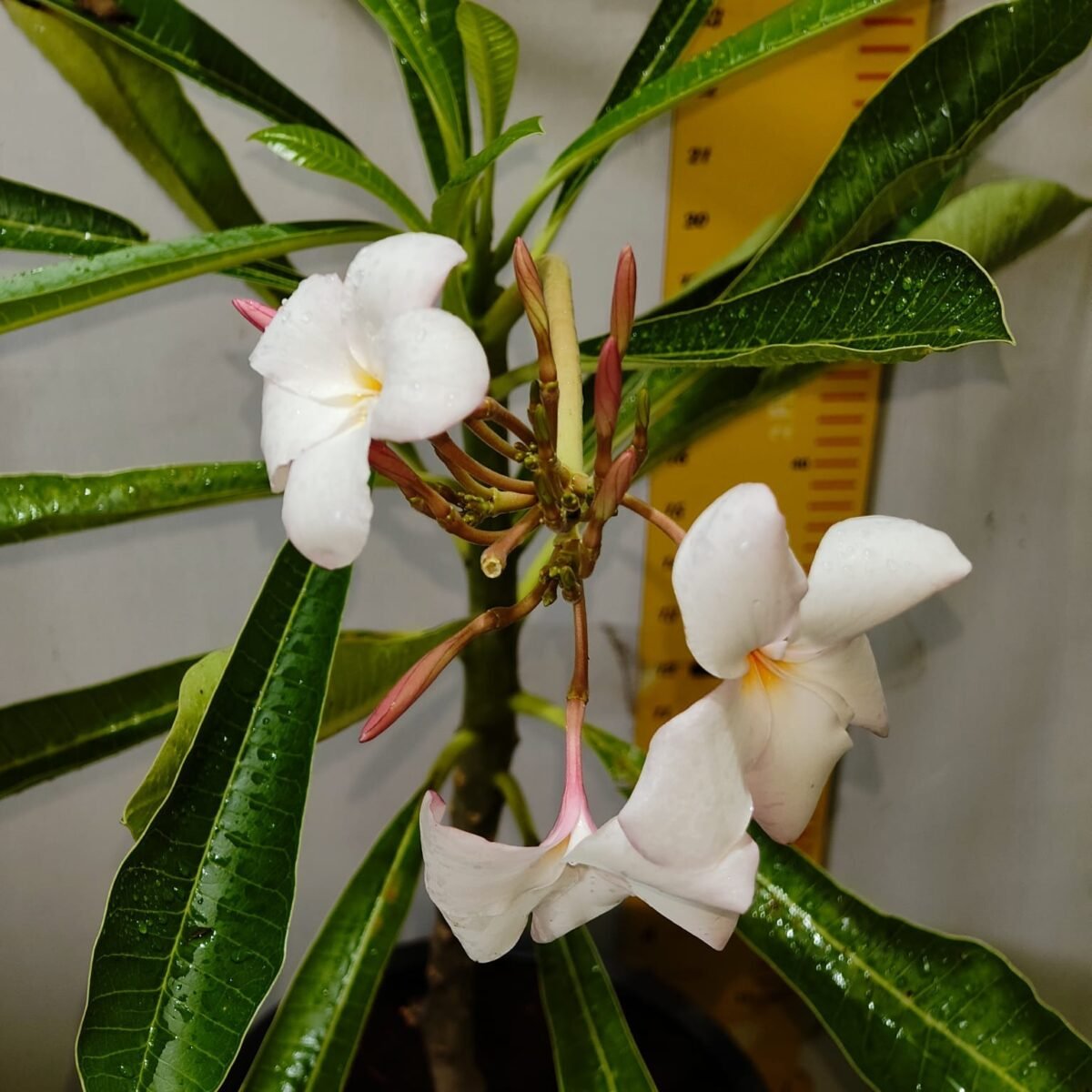 Plumeria obtusa ‘Dwarf Singapore Pink’ - Image 13